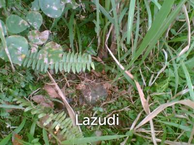 Pakuseba LAZ46660 (Land, Sertifikat Hak Milik)