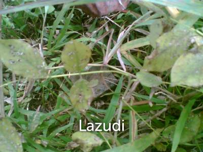 Pakuseba LAZ46660 (Land, Sertifikat Hak Milik)