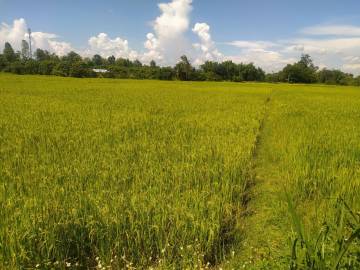 Beautiful plot of land for sale 9-2-79 Rai, Yang Khram, Doi Lo, 350 meters long road side and next to the canal from the Wang River. Surrounding the land plot in a square shape with germination