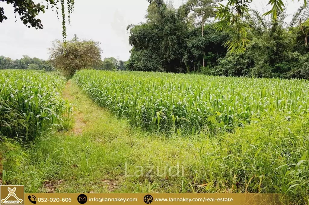 Beautiful Land Next to The Kok River and the road.