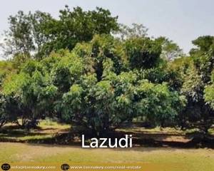 Nice Location Land with Longan Farm for Sale