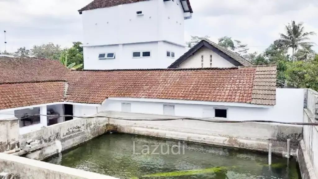 Jual Rumah Plus Usaha Burung Walet dan Budidaya Ikan di Gandusari Blitar Dekat Candi Kotes, Pasar Tugu