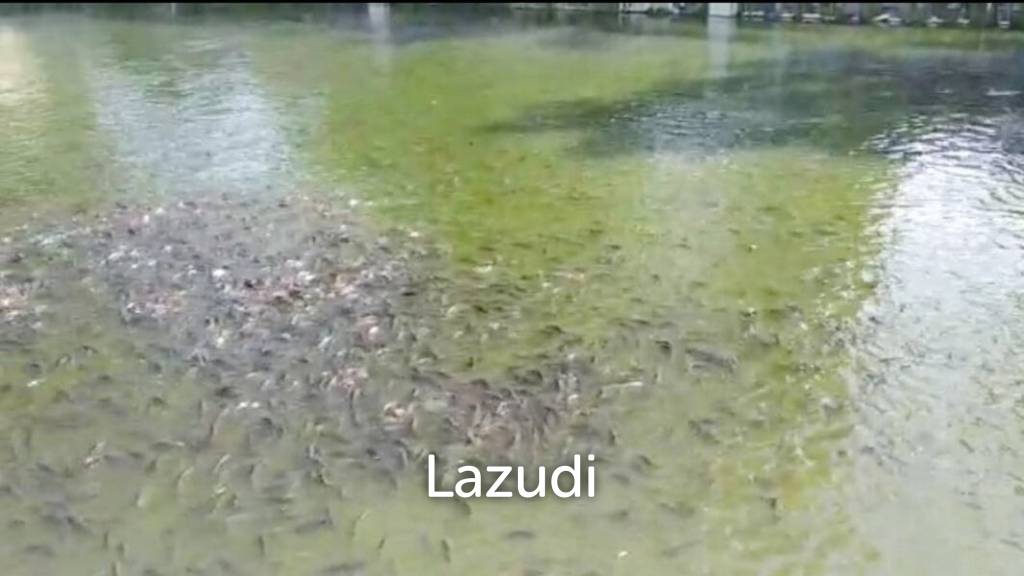 Jual Rumah Plus Usaha Burung Walet dan Budidaya Ikan di Gandusari Blitar Dekat Candi Kotes, Pasar Tugu