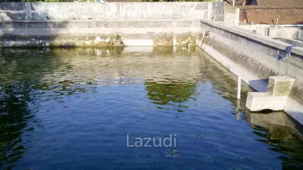 Jual Rumah Plus Usaha Burung Walet dan Budidaya Ikan di Gandusari Blitar Dekat Candi Kotes, Pasar Tugu