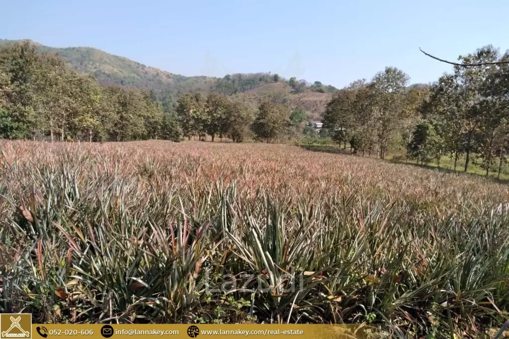 Beautiful Location Land Close to the Kok River.