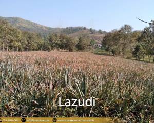 Beautiful Location Land Close to the Kok River.