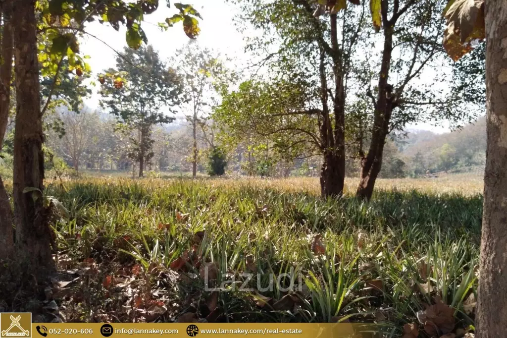 Beautiful Location Land Close to the Kok River.