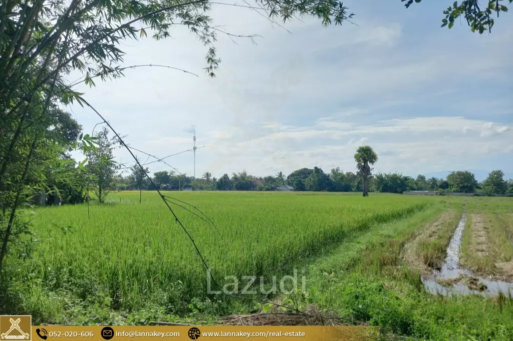 Rice Fields Land 5 rai for Sale