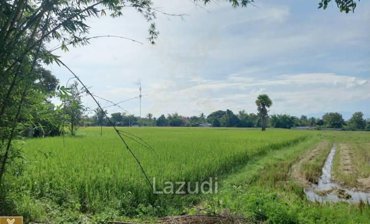 Rice Fields Land 5 rai for Sale