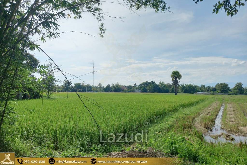 Rice Fields Land 5 rai for Sale