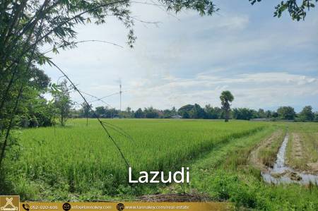 Rice Fields Land 5 rai for Sale