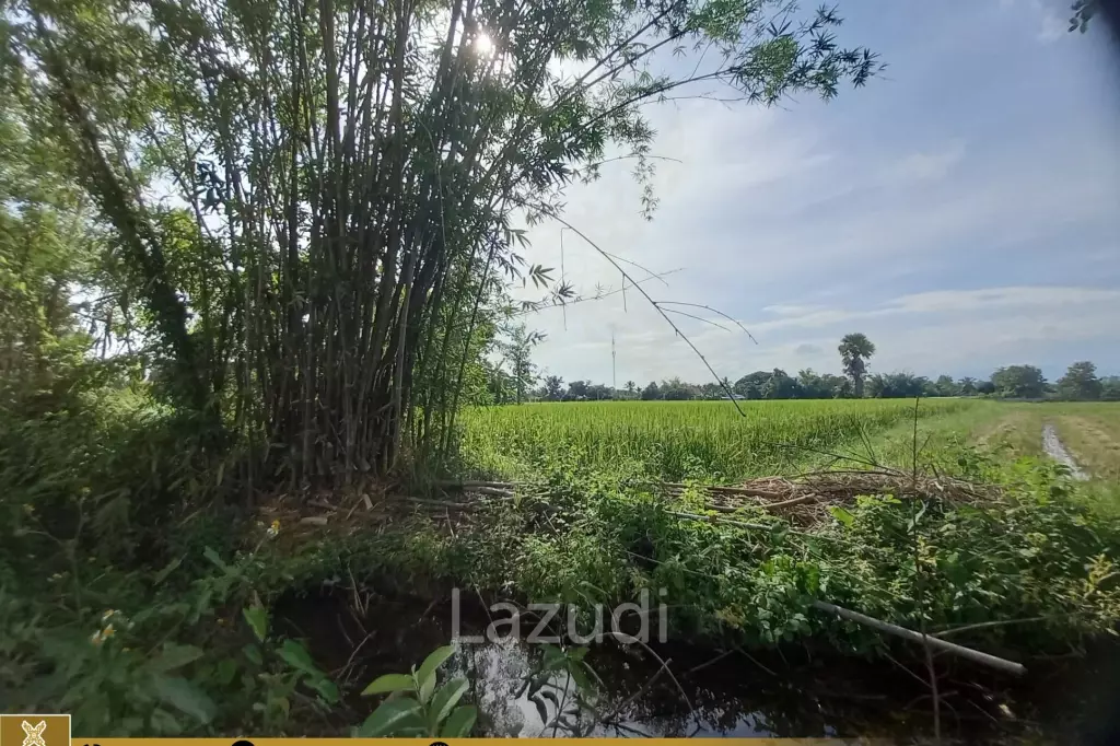 Rice Fields Land 5 rai for Sale