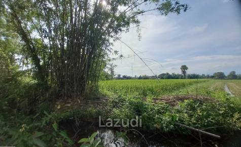 Rice Fields Land 5 rai for Sale