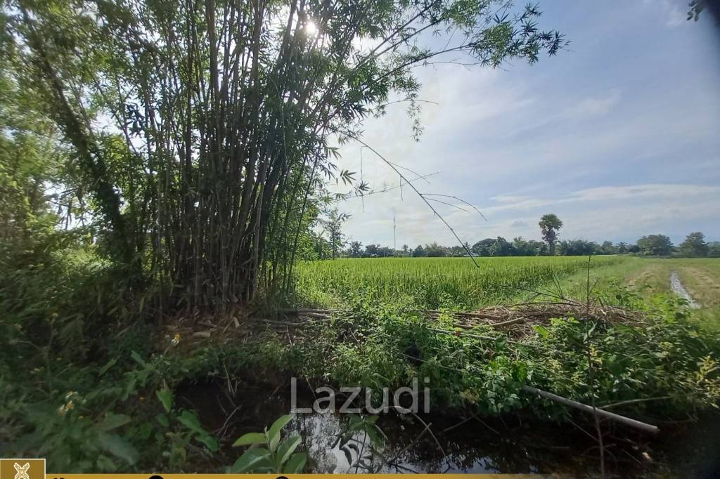 Rice Fields Land 5 rai for Sale