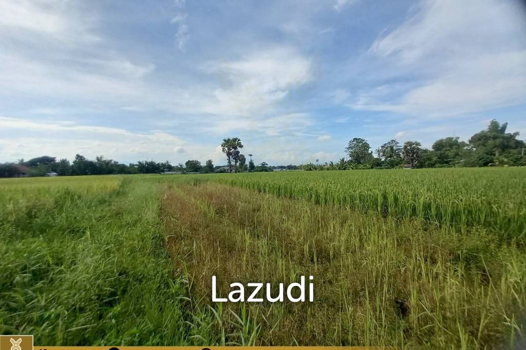 Rice Fields Land 5 rai for Sale