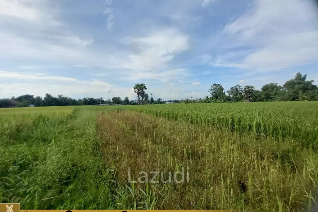 Rice Fields Land 5 rai for Sale