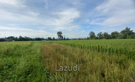 Rice Fields Land 5 rai for Sale