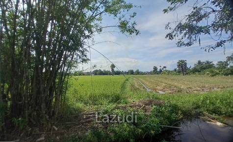 Rice Fields Land 5 rai for Sale