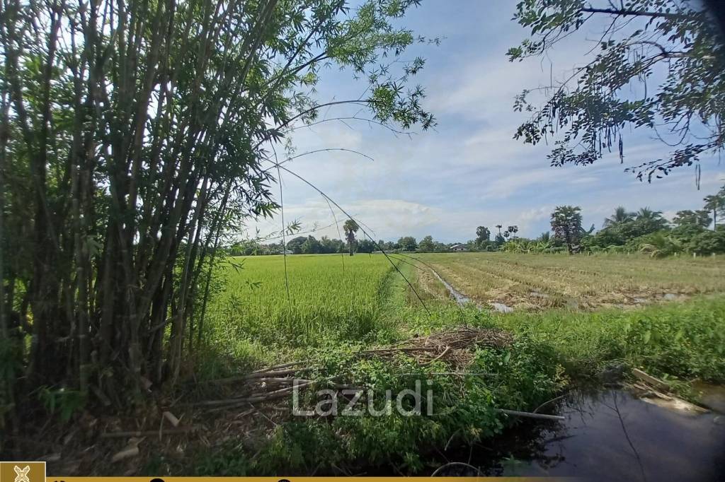 Rice Fields Land 5 rai for Sale