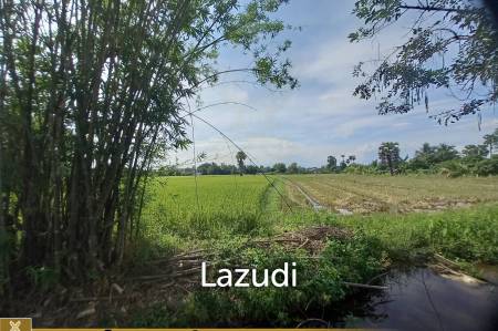 Rice Fields Land 5 rai for Sale