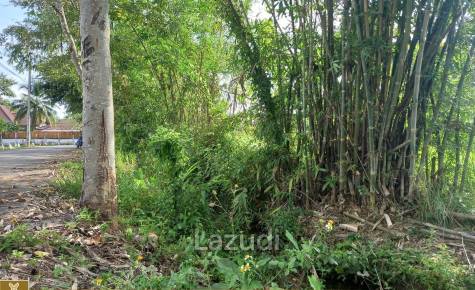 Rice Fields Land 5 rai for Sale