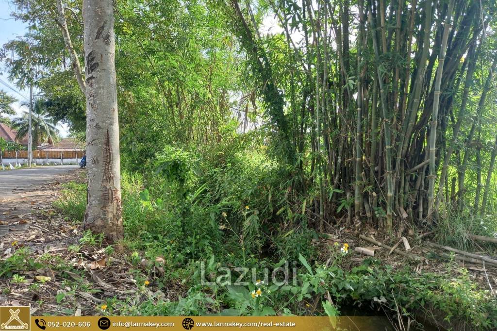 Rice Fields Land 5 rai for Sale