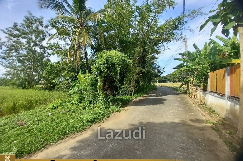 Rice Fields Land 5 rai for Sale