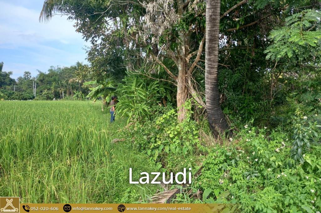 Rice Fields Land 5 rai for Sale