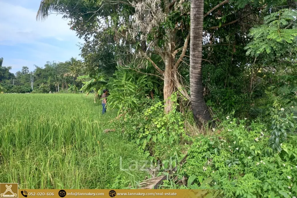 Rice Fields Land 5 rai for Sale