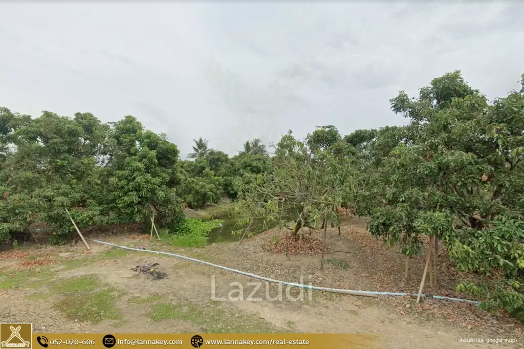 Longan Garden Land, 16 rai at Hang Dong, Chiang Mai.