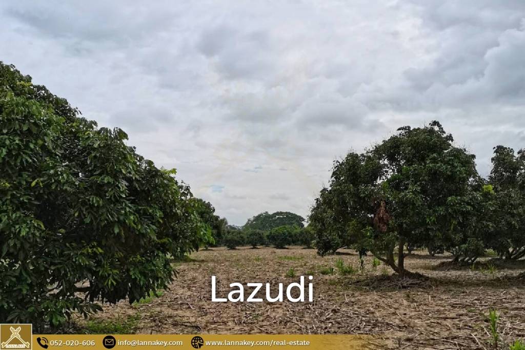 Land for Sale 7 rai in Mae Suai, Chiang Rai