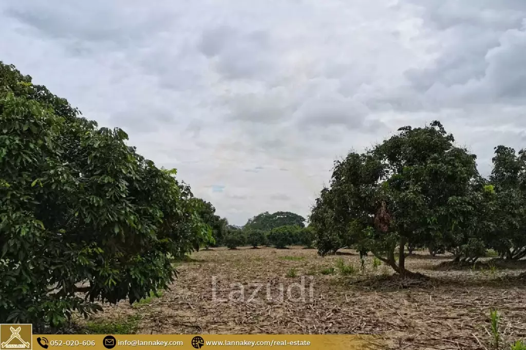 Land for Sale 7 rai in Mae Suai, Chiang Rai