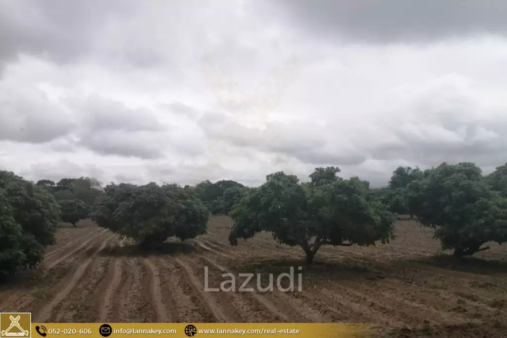 Land for Sale 7 rai in Mae Suai, Chiang Rai