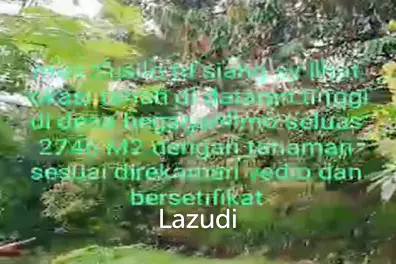 Tanah Kebun Durian Dijual di Mojokerto Sangat Murah BU Cepat Lokasi Dekat Universitas PGRI Adi Buana Mojokerto