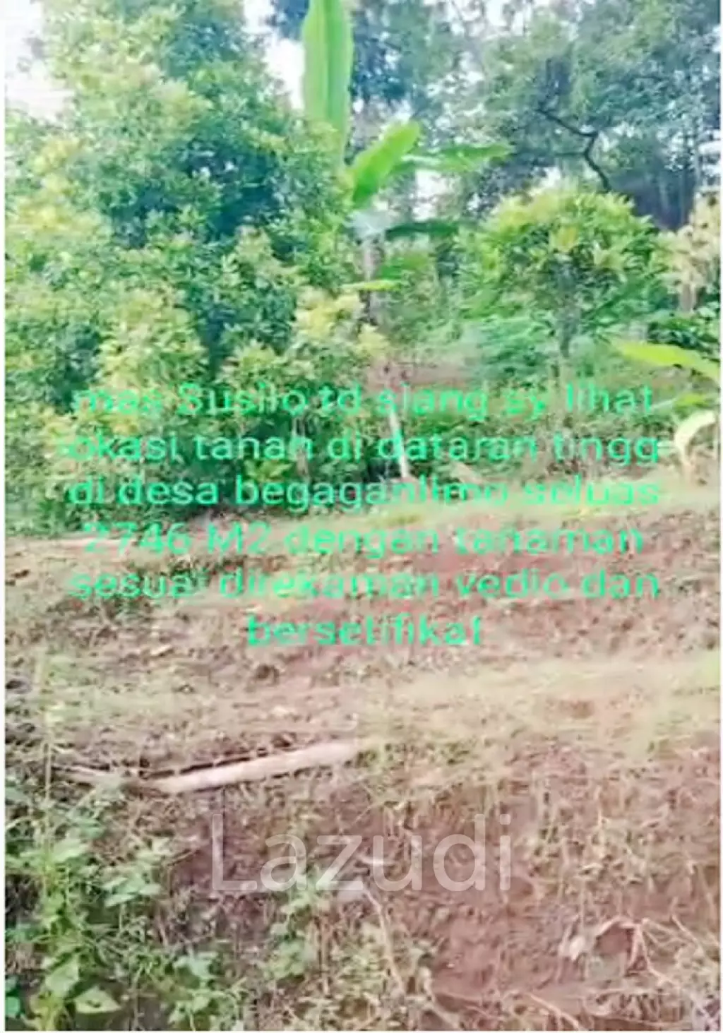 Tanah Kebun Durian Dijual di Mojokerto Sangat Murah BU Cepat Lokasi Dekat Universitas PGRI Adi Buana Mojokerto